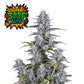 Super Boof Auto Cannabis-Samen von Fast Buds – harzige, kompakte Buds mit 28,5 % THC und violett-grüner Färbung, ideal für Extrakte und Anfänger wie Profis.