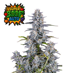Super Boof Auto Cannabis-Samen von Fast Buds – harzige, kompakte Buds mit 28,5 % THC und violett-grüner Färbung, ideal für Extrakte und Anfänger wie Profis.