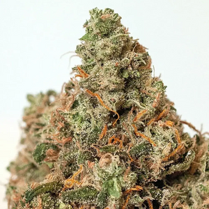 Supercheese | Positronics Seeds
