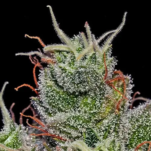 Supercheese Auto | Positronics Seeds