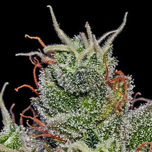 Supercheese Auto | Positronics Seeds