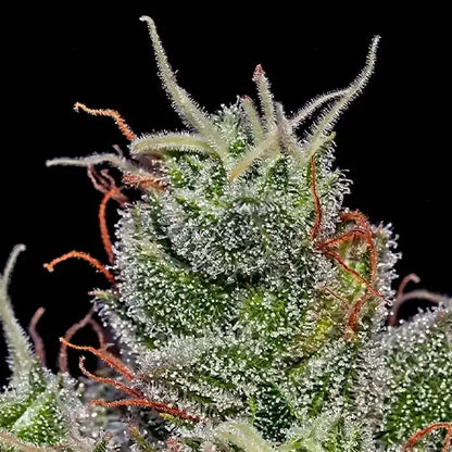 Supercheese Auto | Positronics Seeds