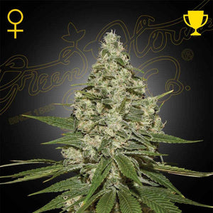 Super Lemon Haze | Green House Seeds