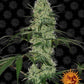 Tangerine Dream Auto