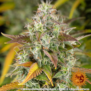 🎁 Watermelon Zkittlez Auto (100% off)