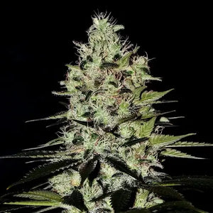 Wernard Auto | Positronics Seeds