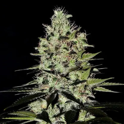 Wernard Auto | Positronics Seeds