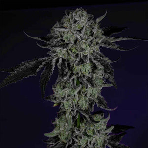White Zangria | Wizard Trees