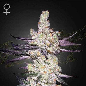 Razuberi | Green House Seeds