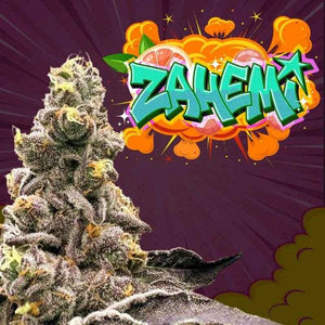 Zahemi (Regulär) | Perfect Tree