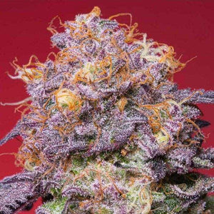 Zerberry | Grounded Genetics