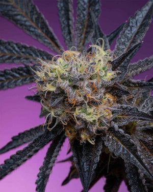 Zoapaya | Grounded Genetics