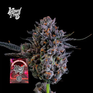 Zorroz x Zangria | Wizard Trees x NWH