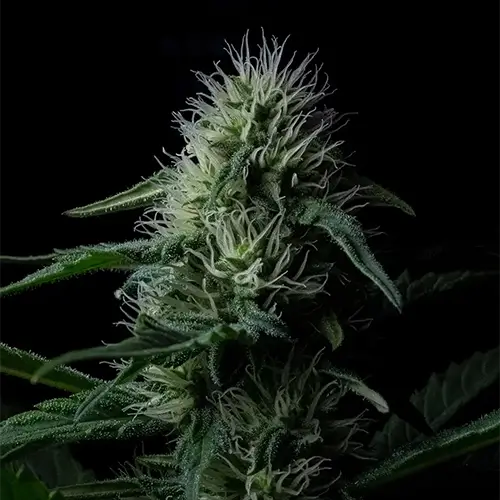 Z Valley Auto | Positronics Seeds