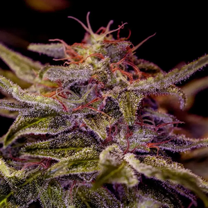 Z Valley | Positronics Seeds